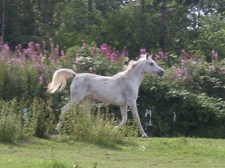 Arabisk fuldblod (OX) Bandala - RIP 2012 - 21.07.09 billede 11