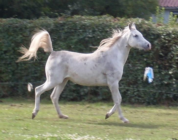 Arabisk fuldblod (OX) Bandala - RIP 2012 - 21.07.09 billede 12