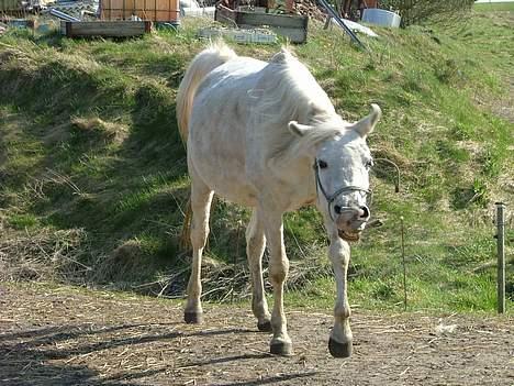 Arabisk fuldblod (OX) Bandala - RIP 2012 - 14/4-07 billede 13