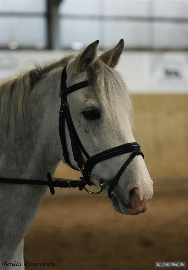 Anden særlig race Shadow B-pony "Solgt" :'( - Shadow flotte ansigt :) billede 9