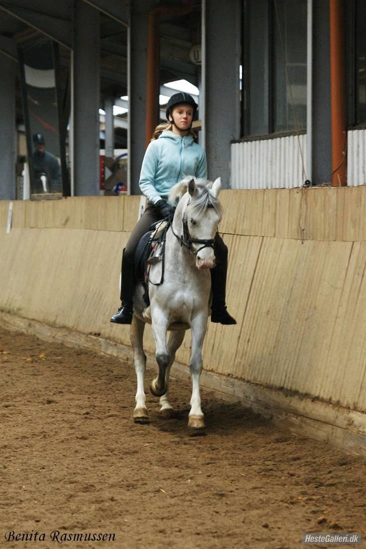 Anden særlig race Shadow B-pony "Solgt" :'( - Shadow har bare en super fin galop! <3 billede 11