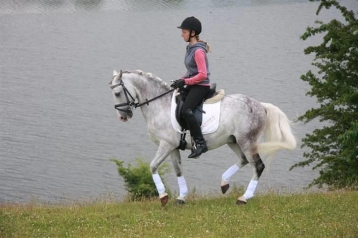 Anden særlig race Shadow B-pony "Solgt" :'( - NYT! PIAFF ved søen:D SÅ FIN! <33 elsker den dreng. billede 13