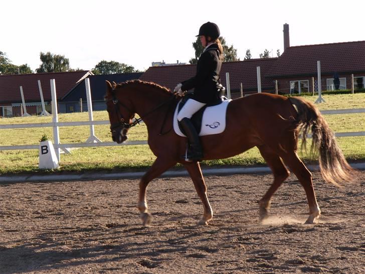 Anden særlig race Diamond [R.I.P] - NYT: stævne d.3.august 2oo7 billede 15