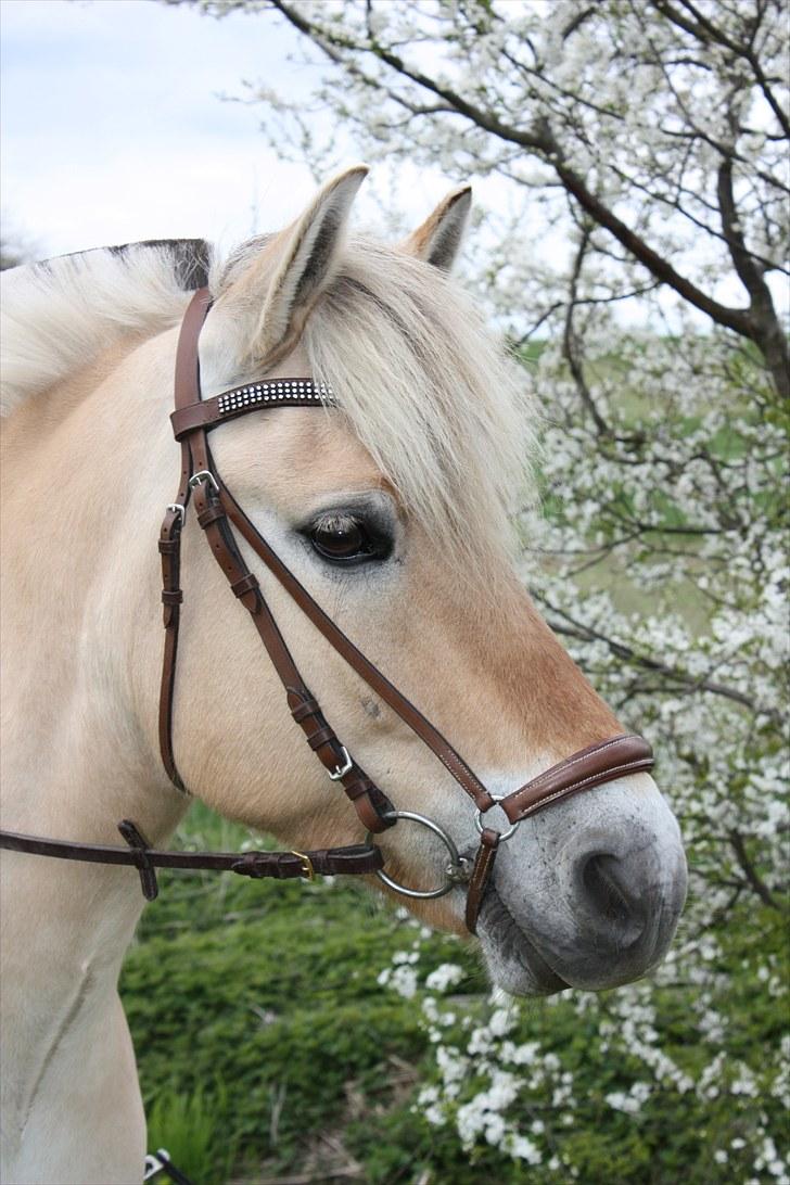 Fjordhest Annasmindes Sylvester billede 1