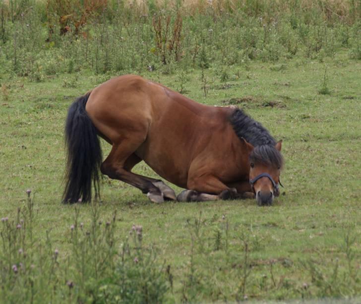 Anden særlig race | Nicko - *3*  Nåååår hvor er han sød... Det er lige før han ruller sig <3 <33 Foto: Mig billede 3