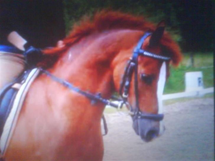 Welsh Pony (sec B) Lykkes chester<33 billede 1