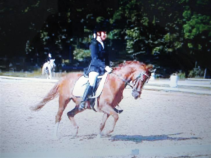 Welsh Pony (sec B) Lykkes chester<33 - dejlige chester billede 3