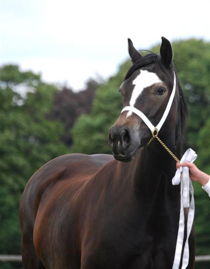 Welsh Cob (sec D) Merlen Puffin billede 3