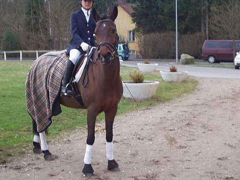 Hollandsk Sportspony Julandia ( Solgt )<3 - ». Julandia & mig, til stævne. billede 14