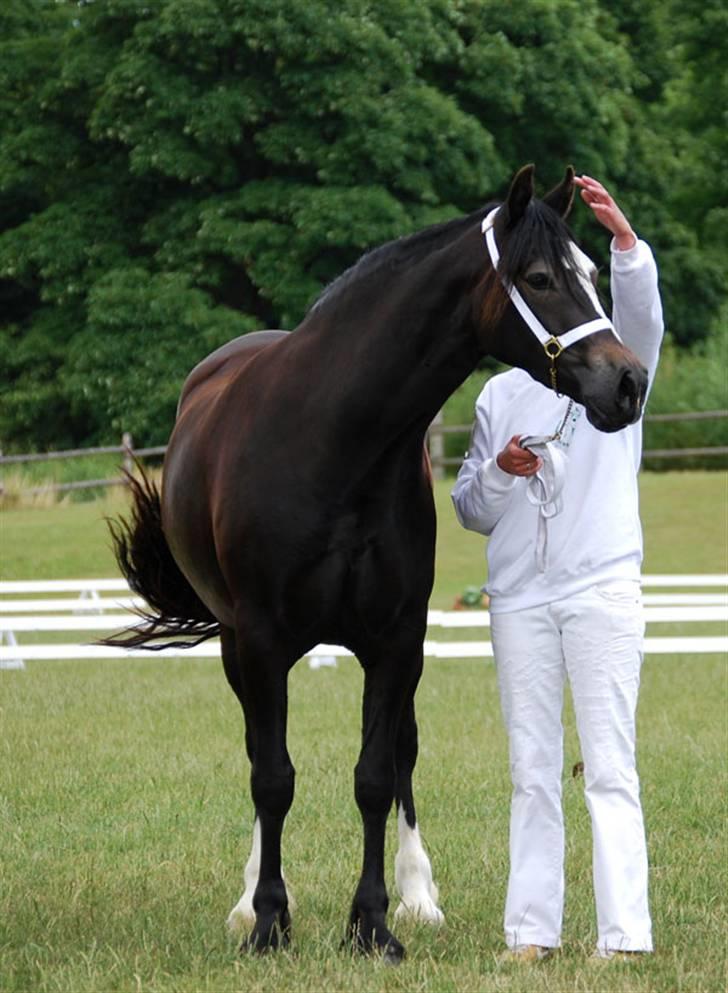 Welsh Cob (sec D) Merlen Puffin billede 6