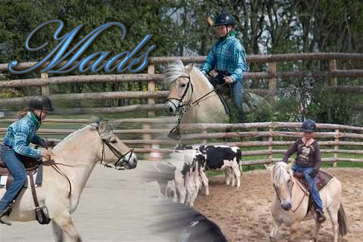 Fjordhest Mads (solgt) - ALLE BILLEDER ER PRIVATE OG SKAL NETOP IKK KOPIRES !!!!!!! Tak !  min dejlige fjordbagge   april07 billede 1