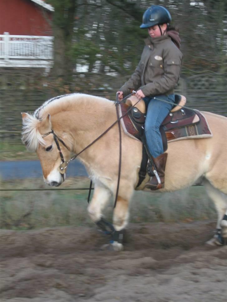 Fjordhest Mads (solgt) - ALLE BILLEDER ER PRIVATE OG SKAL NETOP IKK KOPIRES !!!!!!! Tak !  her er Mads så i sin boks april/07 billede 2