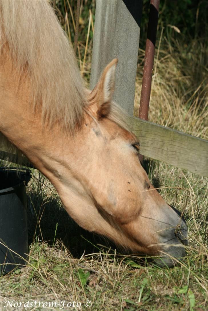 Islænder Sóley af Urtehusene  - mmm... :D billede 18