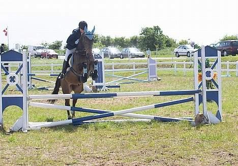 Dansk Varmblod Stjer´cerre AH - Første springstævne i middelfart billede 1