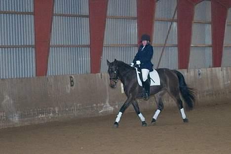 Dansk Varmblod Stjer´cerre AH - Dressur, gab lidt kedeligt når man ikke er så gammel billede 3