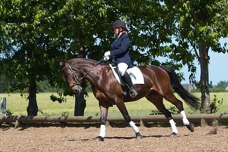 Dansk Varmblod Stjer´cerre AH - jubii endnu en førsteplads billede 4