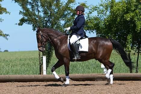 Dansk Varmblod Stjer´cerre AH - så blev hun endelig min ejer langt om længe billede 5