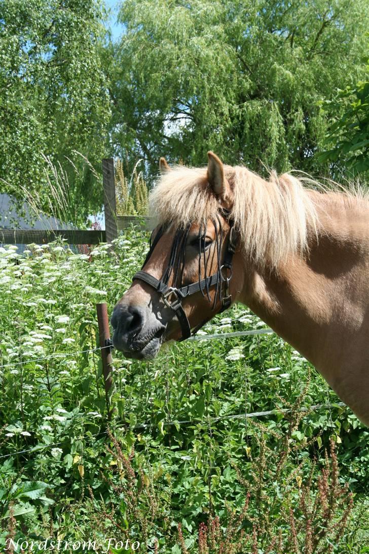 Islænder Sóley af Urtehusene  billede 20