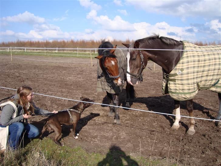 Hollandsk Varmblod Lancelot billede 5