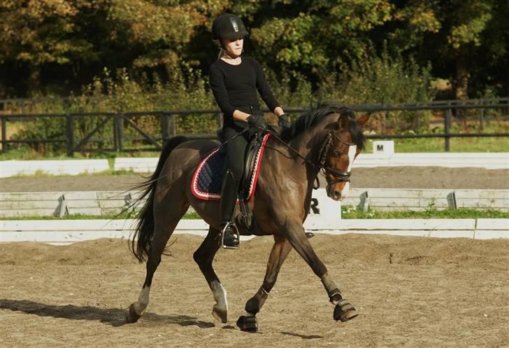 Hollandsk Sportspony Candy  - 2 Okt. 09. Jeg elsker dig candy. billede 10