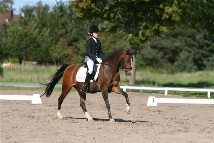 Hollandsk Sportspony Candy  - Grenå 13/9 08 foto: Maria Langhoff fri galop! billede 11