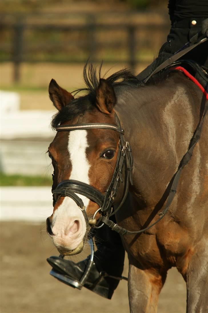Hollandsk Sportspony Candy  - 2 Okt. 09. Jeg elsker dig candy. billede 12