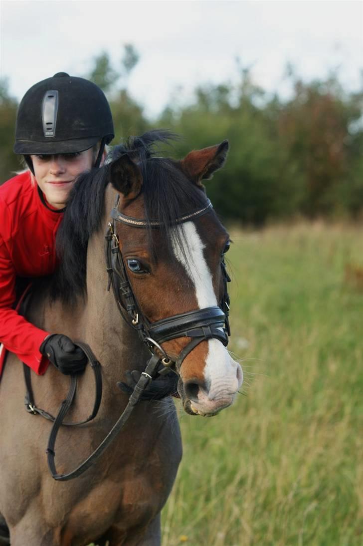 Hollandsk Sportspony Candy  - 2 Okt. 09. Jeg elsker dig candy. billede 14