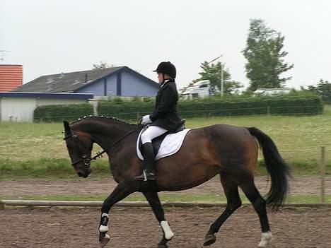 Oldenborg Lotte(solgt); billede 4