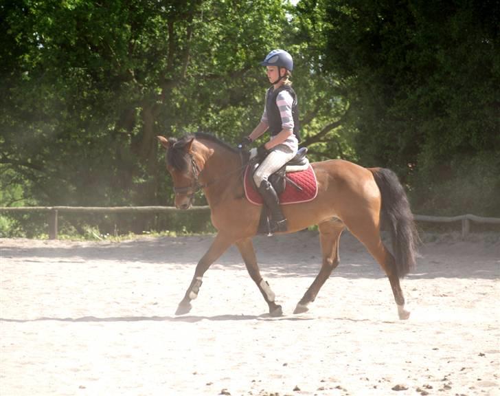 Anden særlig race | Nicko - *14* Dressur, og det STØVEDE, men han gik jo godt <3  Foto: Min mor billede 14