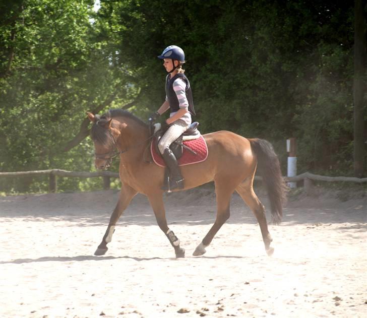 Anden særlig race | Nicko - *17* Dressur igen, igen på den støvede bane :D Foto: Min mor billede 17