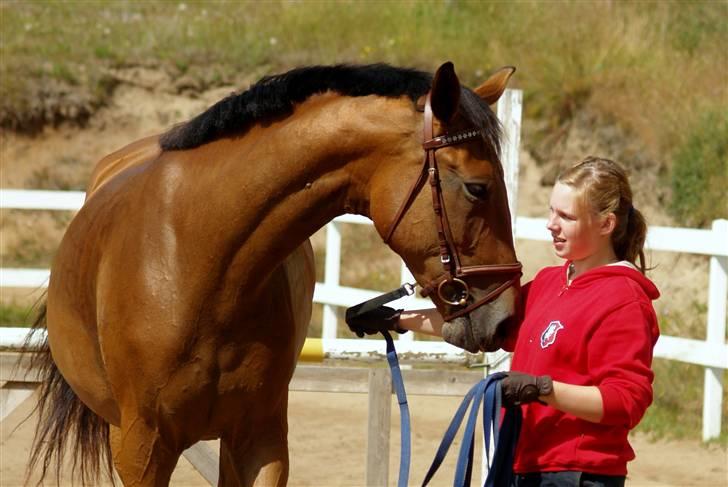 Dansk Varmblod Topclass Louis Vuitton - Topclass Louis Vuitton´s profil . sådan som han ser ud nu ! 3 år :P  billede 2