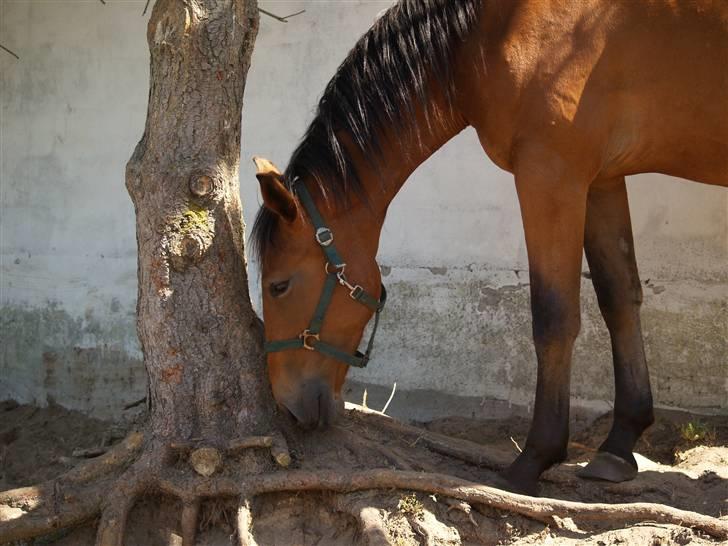 Dansk Varmblod Topclass Louis Vuitton - En dejlig rod :P billede 6