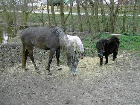 Anden særlig race Cassiopeia **RIP** - Står hun og spriser med Bølle og Molly .  billede 7