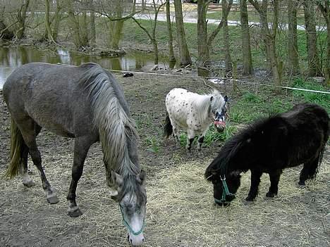 Anden særlig race Cassiopeia **RIP** - Står de igen og spiser .  billede 8