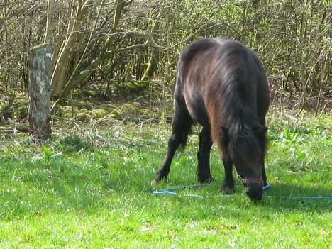 Shetlænder Mille    ~Solgt :'(~ - Mille i tyre ( indhegningen var ødelagt)  April 07 billede 8