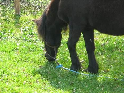 Shetlænder Mille    ~Solgt :'(~ - April 07 billede 9