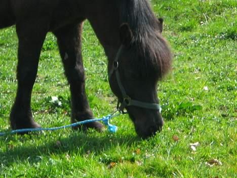 Islænder Blökk fra Højen - April 07 billede 16