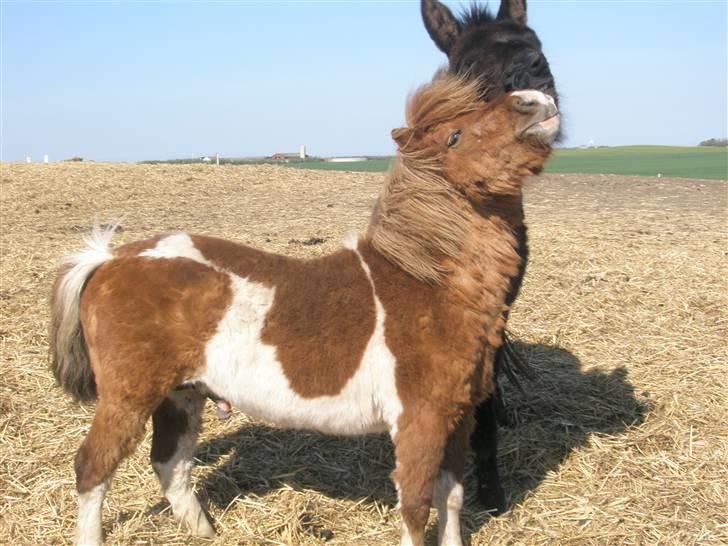 Shetlænder max (solgt9 billede 1