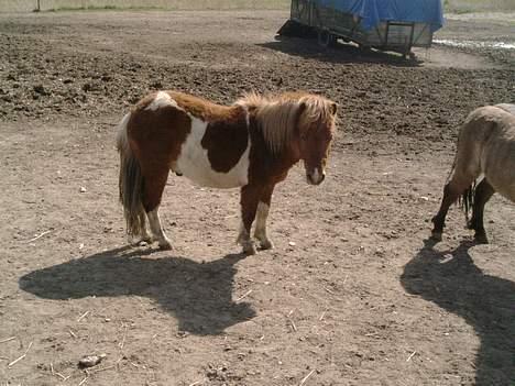 Shetlænder max (solgt9 billede 2