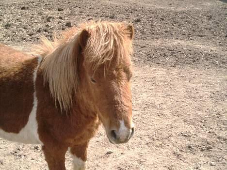 Shetlænder max (solgt9 billede 3