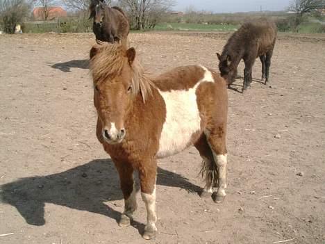 Shetlænder max (solgt9 billede 4