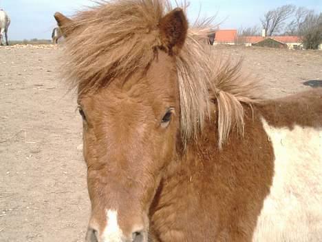 Shetlænder max (solgt9 billede 5