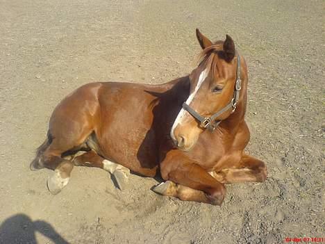 Hollandsk Varmblod OLEANDER - udf. frabedes! - Ole ligger ude på marken den 1. April. Jeg kunne springe rundt ved siden af ham uden han reagerede:P [Fotograf: Frida - Mig] billede 3