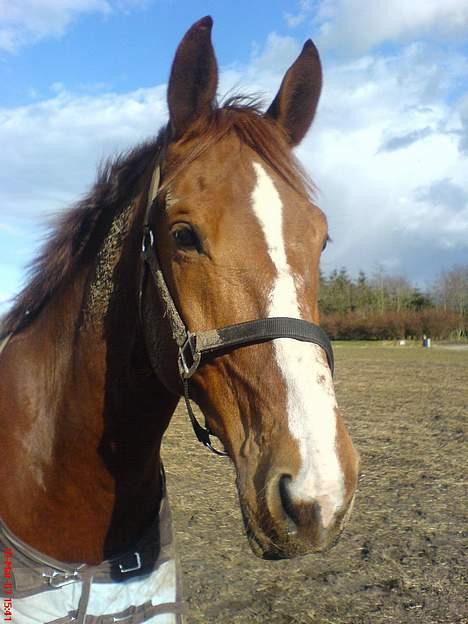 Hollandsk Varmblod OLEANDER - udf. frabedes! - Oles dejlige hovede. Den 19. Marts ude på marken. [Fotograf: Frida - Mig] billede 5