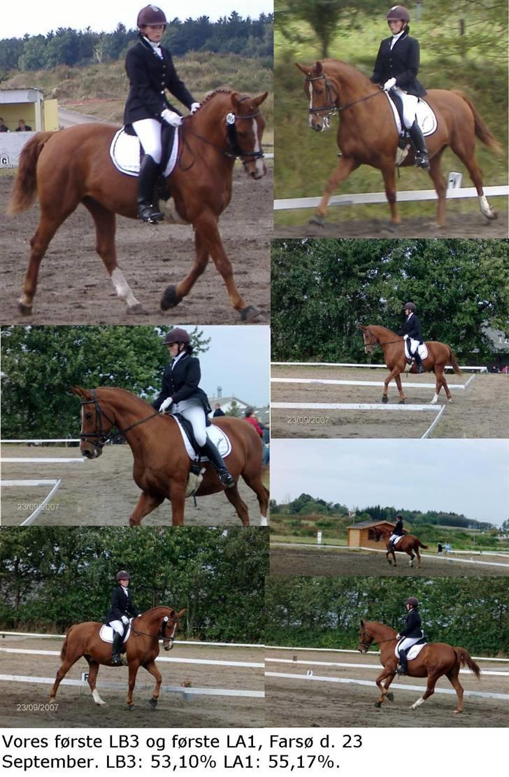 Hollandsk Varmblod OLEANDER - udf. frabedes! - LB3+LA1 Farsø d. 23. sep2007. [Fotograf: Ellen - Mor/ Stine - veninde] billede 6