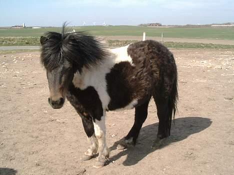 Shetlænder bella (solgt) billede 1