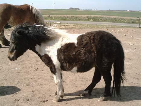 Shetlænder bella (solgt) billede 2