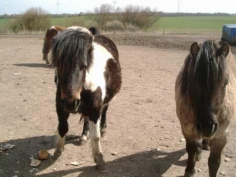 Shetlænder bella (solgt) billede 3