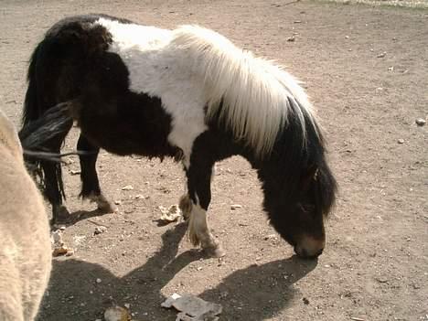 Shetlænder bella (solgt) billede 4