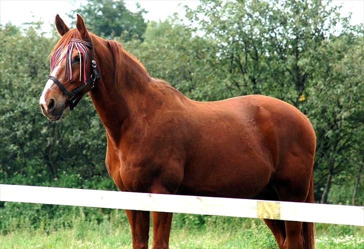 Hollandsk Varmblod OLEANDER - udf. frabedes! - Ole følger med i ridningen juli 2010 billede 7